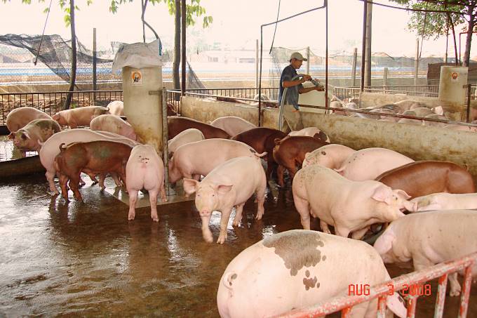 Giá heo hơi hôm nay 24/3: Ba miền đồng loạt chững giá
