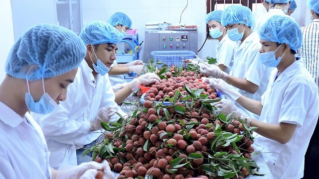 Đến 2030, giá trị kim ngạch xuất khẩu rau quả đạt 8-10 tỷ USD