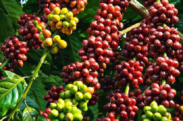 Giá cà phê ngày 2/4: Giao dịch trong khoảng 31.200 - 32.100 đồng/kg
