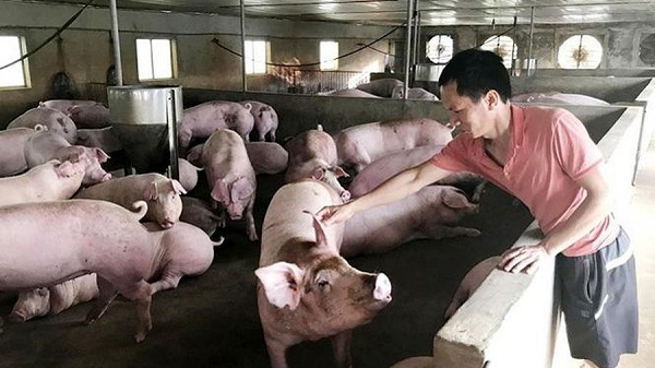 Giá heo hơi hôm nay 5/4: Điều chỉnh nhẹ tại nhiều tỉnh thành