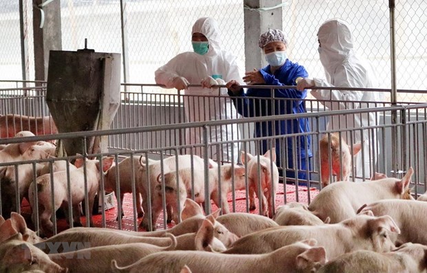 Hoà Bình: Ngăn chặn kịp thời xe vận chuyển thịt nhiễm dịch tả lợn châu Phi đang trên đường đi tiêu thụ