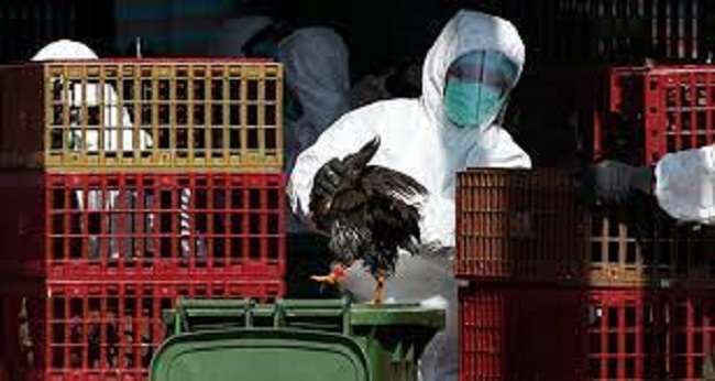 Nóng: Trung Quốc phát hiện ca mắc cúm gia cầm H10N3 ở người đầu tiên trên thế giới