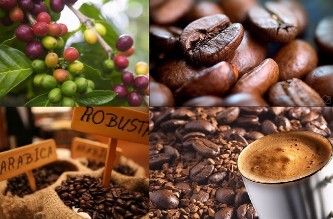 Giá nông sản hôm nay 01/03: Giá cà phê tiếp tục giảm mạnh, giá tiêu ổn định