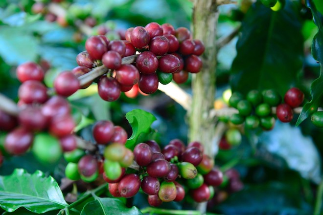 Giá cà phê hôm nay 08/04: Quanh ngưỡng 40.100 - 40.700 đồng/kg