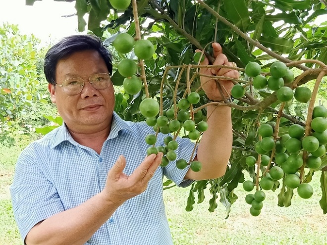 Gia Lai: Tập huấn kỹ thuật trồng, chăm sóc cây mắc ca tại huyện Đak Đoa