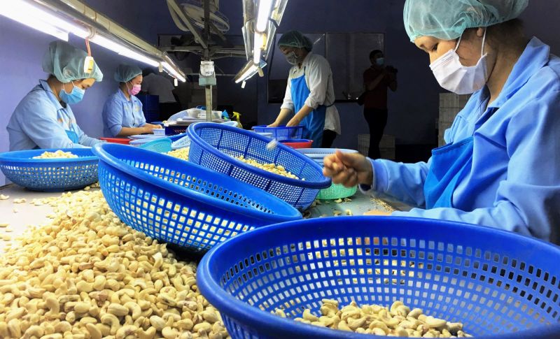 Xuất khẩu hạt điều của Việt Nam phục hồi tích cực nhờ “đòn bẩy” từ EVFTA