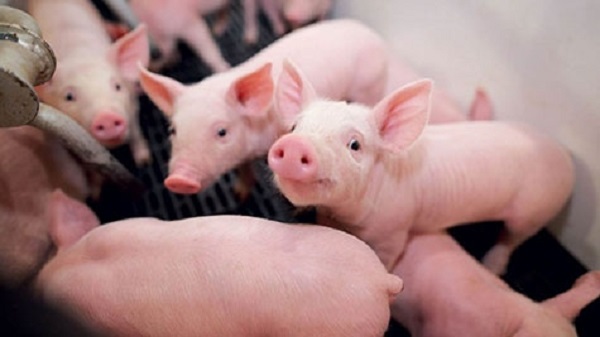 Giá heo hơi hôm nay 29.5.2022: Tăng nhẹ lên 60.000 đồng/kg