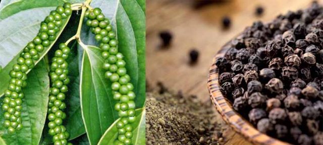 Giá tiêu hôm nay 29/05, bật tăng trở lại