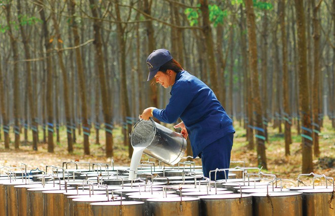 Giá cao su trong nước và thế giới ngày 1/6 giảm nhẹ