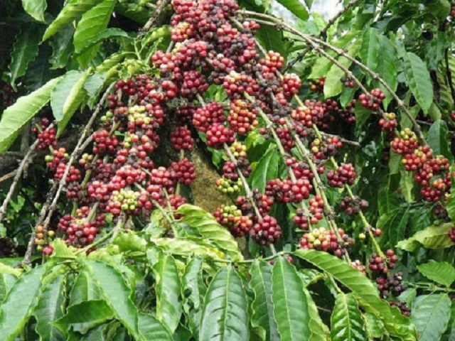 Giá cà phê hôm nay 10/6: Tăng giảm trái chiều