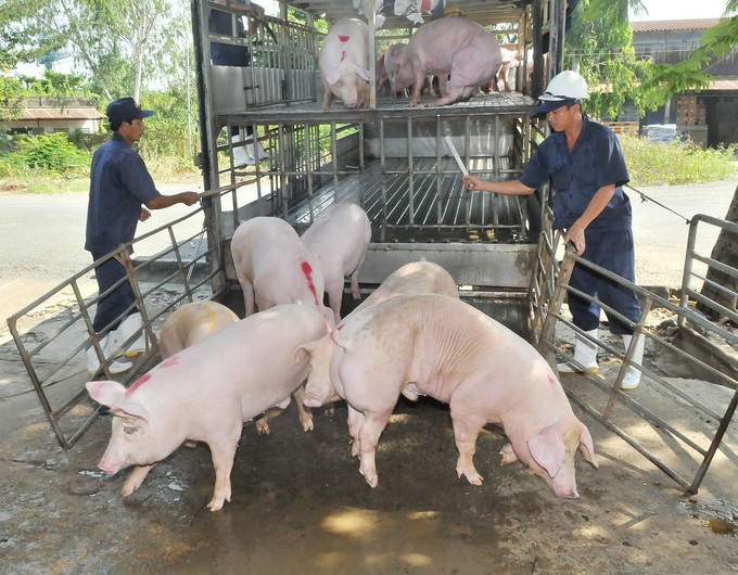 Giá heo hơi ngày 5/6: Giữ mức 54.000 - 58.000 đồng/kg.