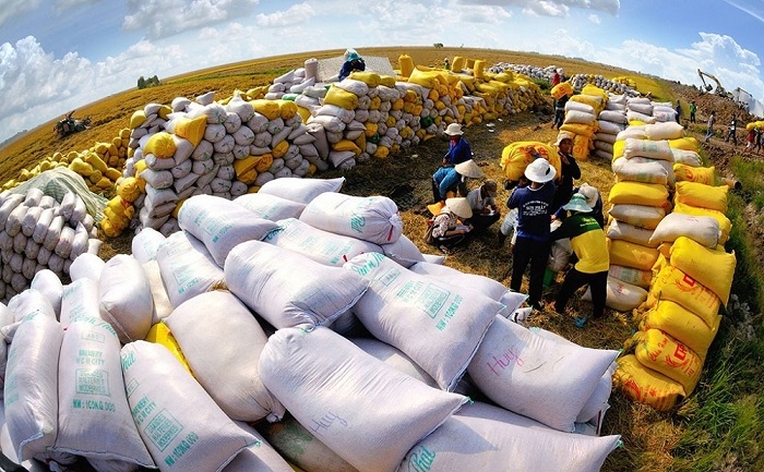 Giá lúa gạo hôm nay 13/6 giảm thêm 100 – 300 đồng/kg