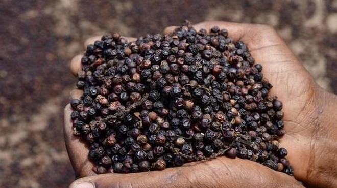 Giá tiêu hôm nay 13/6 tiếp tục giảm thêm 1.000 đồng/kg