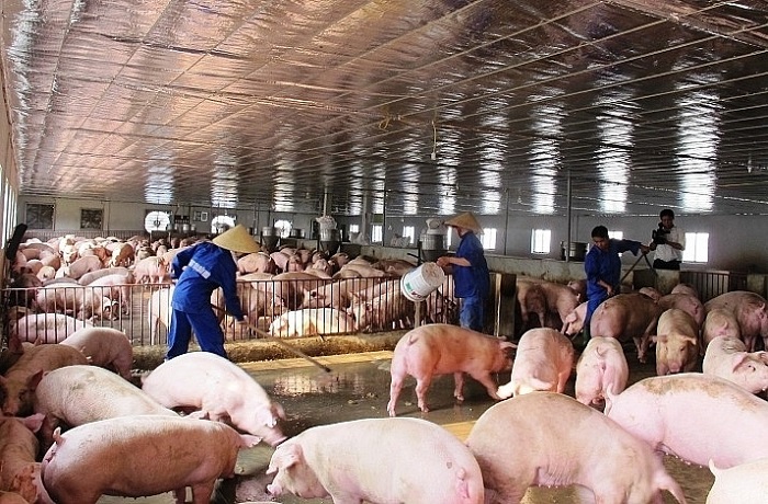Giá heo hơi hôm nay 15/6 tăng nhẹ lên 58.000/kg