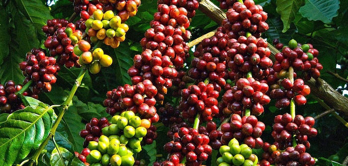 Giá cà phê hôm nay 21/6 quanh mức 42.300 - 42.800 đồng/kg