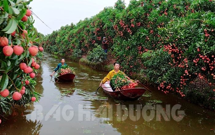 Tổ chức Diễn đàn “Vietnamese Lychees go global - Vải thiều Việt Nam vươn ra thế giới”