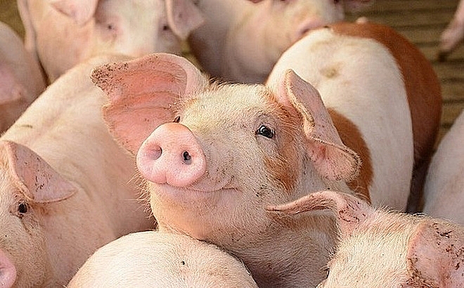Giá lợn hơi hôm nay 28/6 giữ mức 61.000 đồng/kg.