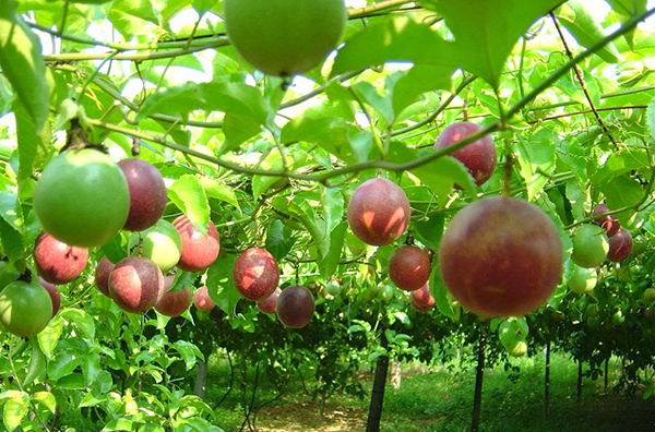 Công bố xuất khẩu thí điểm chanh leo chính ngạch sang Trung Quốc