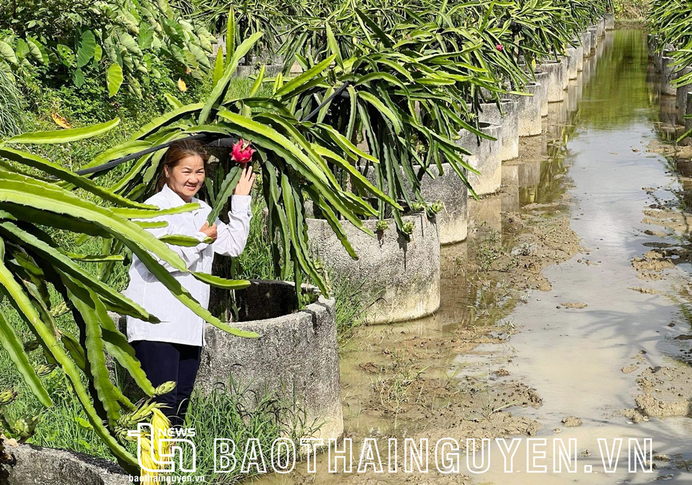 Cần Thơ: Phát triển trái cây theo hướng đặc sản để tăng lợi thế cạnh tranh