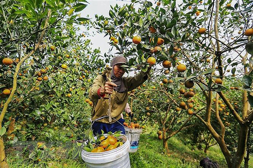 Hơn 10 tấn nhãn tươi đầu tiên đã được xuất khẩu sang Nhật Bản