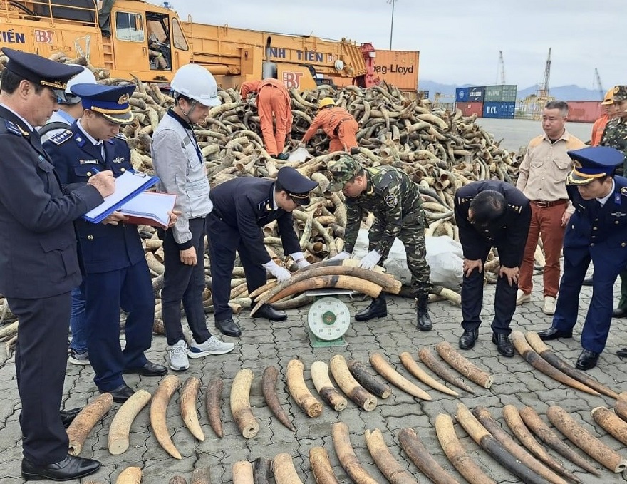 Lực lượng chức năng thành phố Hải Phòng phối hợp kiểm tra, bắt giữ 125 kg ngà voi.