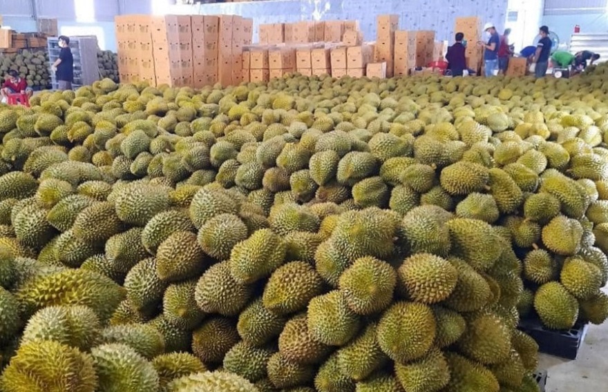 Sầu riêng Việt Nam đang được thị trường Trung Quốc đón nhận.