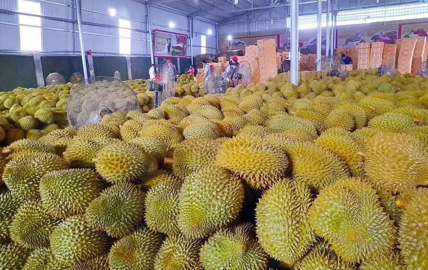 Đắk Lắk thành lập Hiệp hội sầu riêng