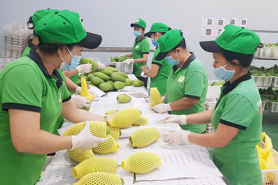 Phú Yên phấn đấu đạt 75% cơ sở đóng gói nông sản xuất khẩu được cấp mã số.