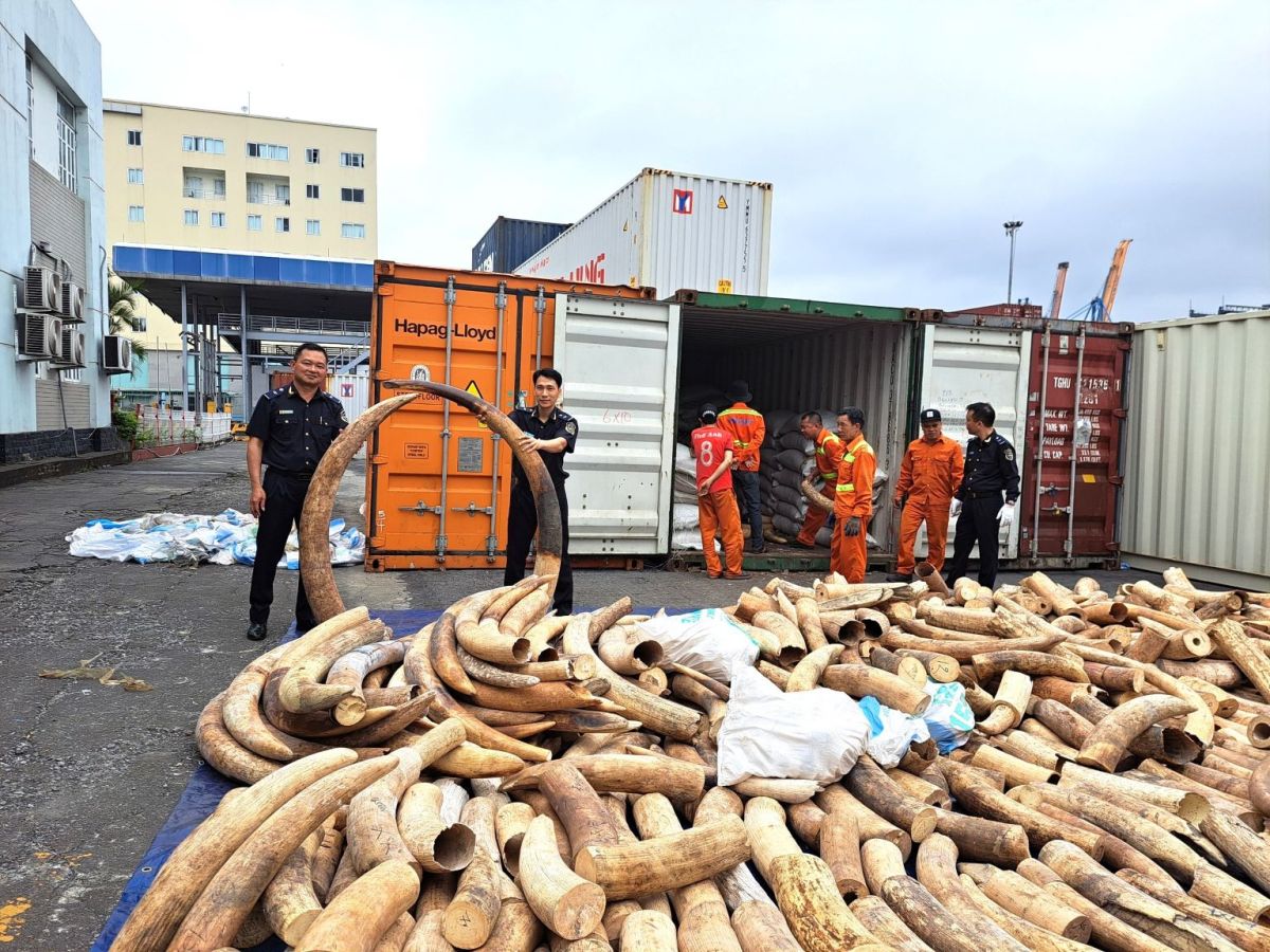 Hải quan Hải Phòng bắt giữ khoảng 7 tấn ngà voi nhập lậu.
