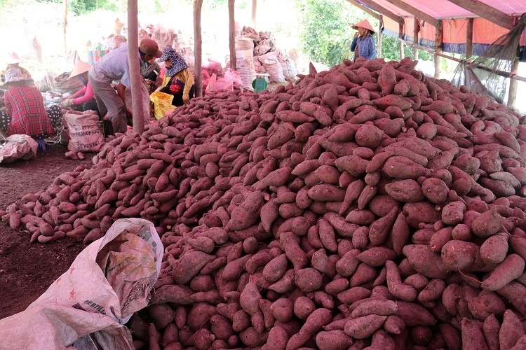 Việt Nam có 70 vùng trồng khoai lang đủ điều kiện xuất khẩu sang Trung Quốc.