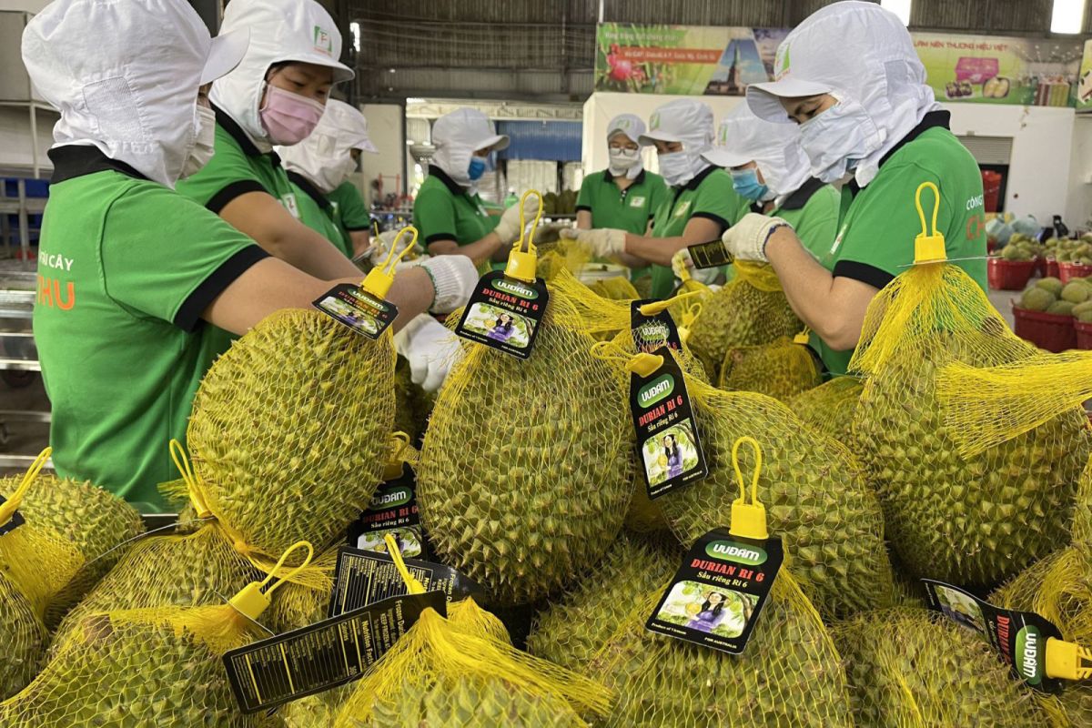 Cần Thơ xuất khẩu lô sầu riêng chính ngạch đầu tiên sang Trung Quốc