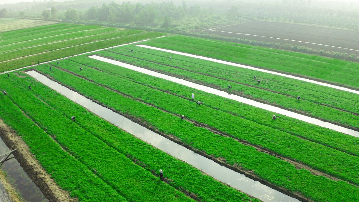 Rau má chuẩn VietGAP được nuôi trồng tại nông trường Long An.