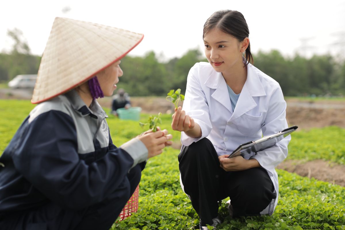 Các kỹ sư đánh giá định kỳ chất lượng và hướng dẫn bà con kỹ thuật trồng rau má chuẩn VietGAP.