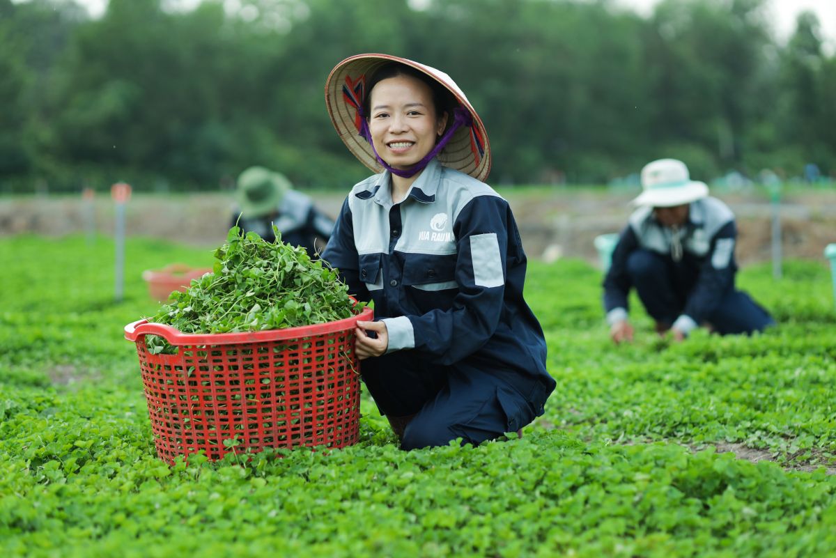 Nông dân thu nhập 7 - 15 triệu đồng/tháng nhờ làm việc tại nông trường rau má.