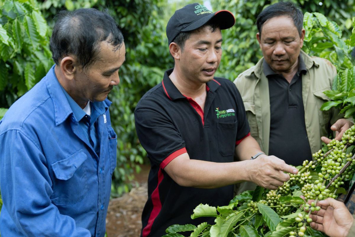 Cán bộ của Nestlé Việt Nam chia sẻ kỹ thuật canh tác cà phê bền vững với người nông dân tham gia dự án Nescafé Plan.