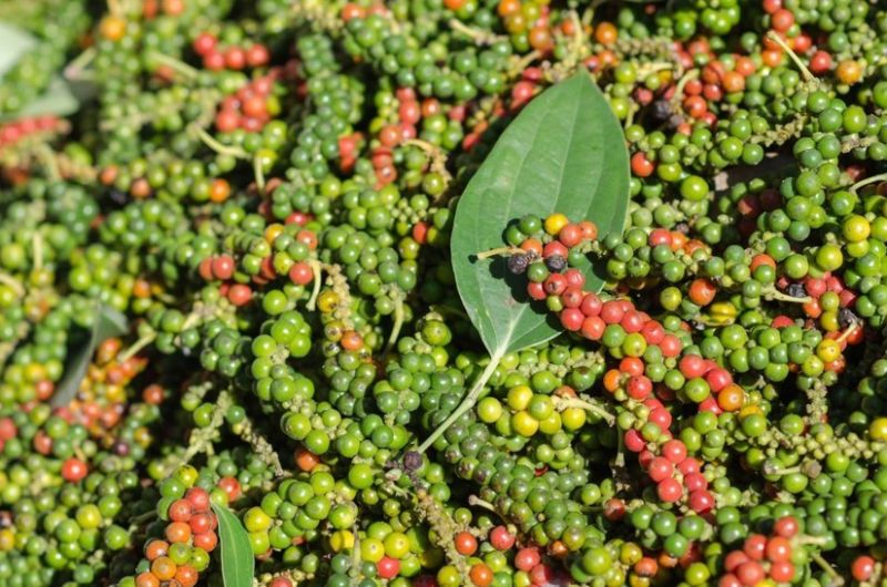 Giá tiêu hôm nay 22/3: Thị trường nội địa giảm nhẹ 500 đồng/kg