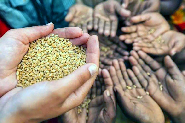 Đảm bảo an ninh lương thực, thúc đẩy sản xuất, xuất khẩu gạo bền vững