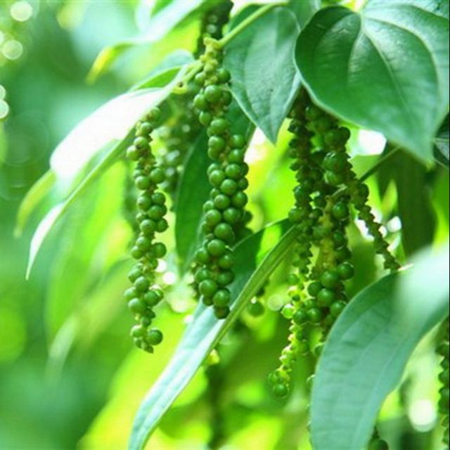 Giá tiêu hôm nay ngày 18/8/2023: Giảm 500 đồng/kg