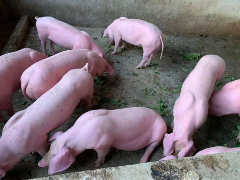 Giá heo hơi hôm nay 30/8: Giảm nhẹ 1.000 đồng/kg