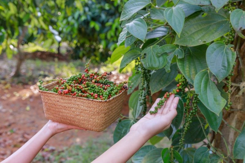 Giá tiêu hôm nay 29/7: Giữ giá so với hôm qua