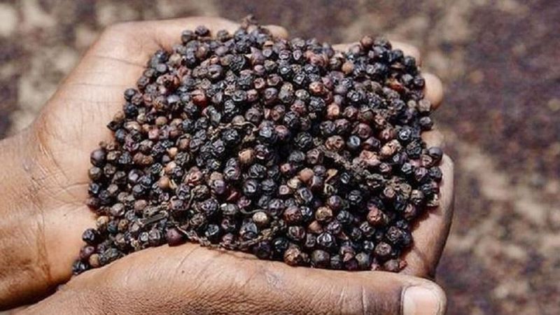 Giá tiêu hôm nay 2/9: Đồng loạt đi ngang, cao nhất 72.500 đồng/kg.