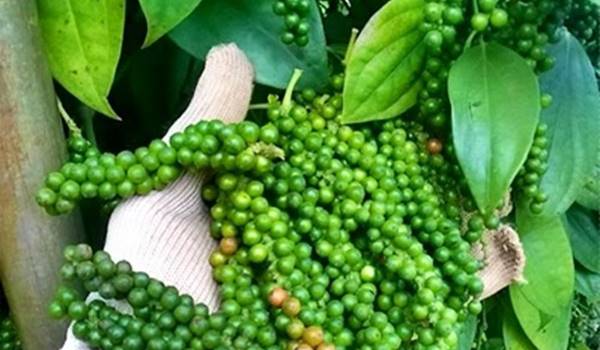 Giá tiêu hôm nay ngày 18/9: Đồng loạt đi ngang, cao nhất 72.500 đồng/kg