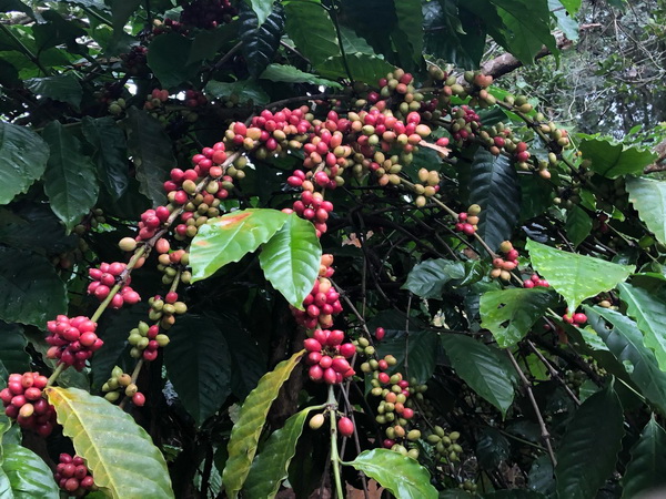 Giá cà phê hôm nay 27/09: Thị trường trong nước giảm 400 đồng/kg