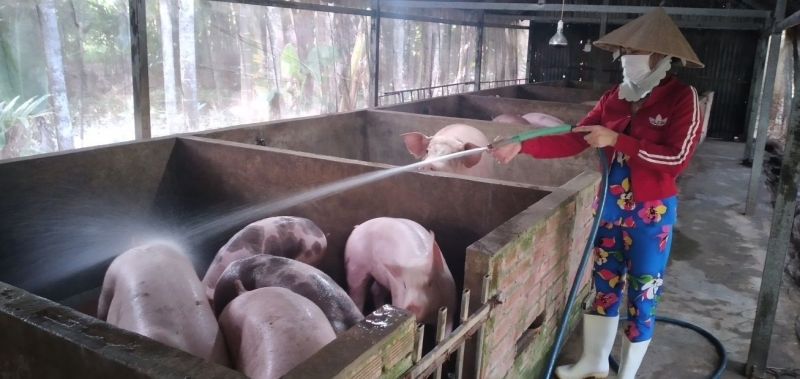 Giá heo hơi hôm nay 06/10: Tiếp tục giảm 1.000 - 2.000 đồng/kg