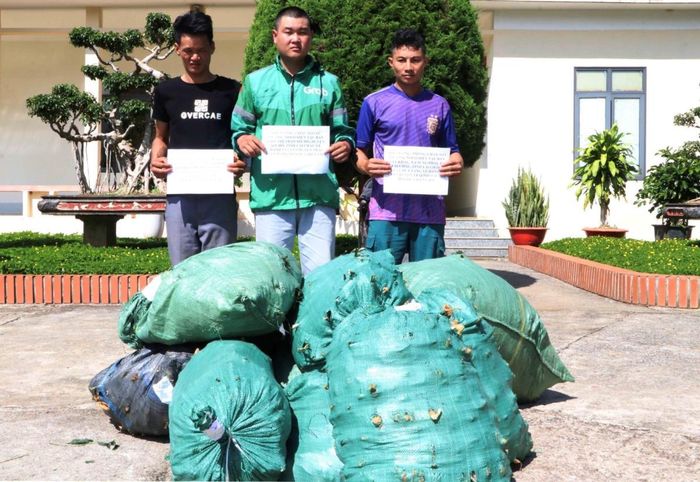 Bắt quả tang 3 đối tượng vận chuyển 120kg sâm không rõ nguồn gốc