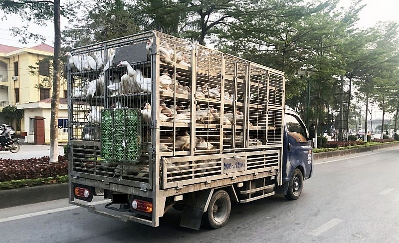 UBND TP. Hà Nội yêu cầu ngăn chặn, xử lý việc vận chuyển trái phép gia cầm, sản phẩm gia cầm trên các tuyến đường từ các tỉnh biên giới về Hà Nội.