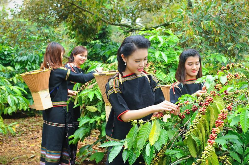 Giá cà phê hôm nay 22/10: Giá cà phê trong nước tăng mạnh, chạm mốc 60.000 đồng/kg