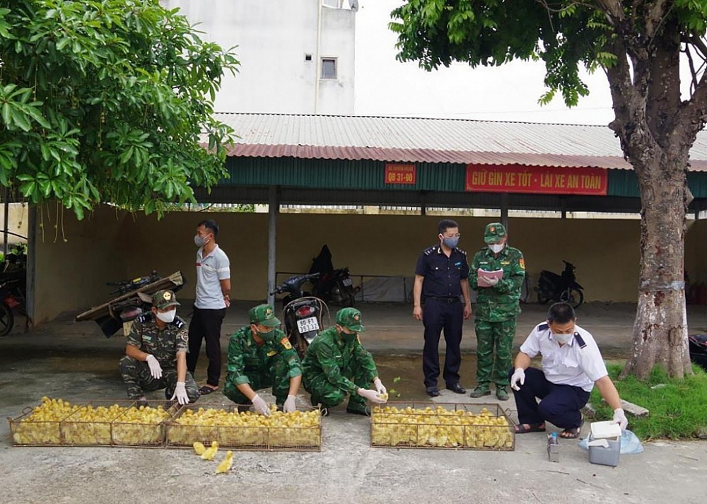 Hải quan - Biên phòng Chi Ma kiểm đếm tang vật là gia cầm giống nhập lậu. Ảnh: Vi Toàn