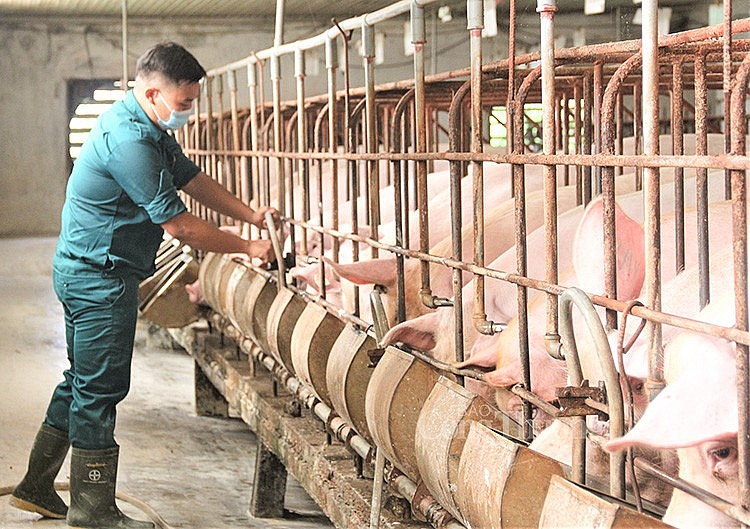 Giá heo hơi hôm nay 23/10: Đi ngang ở ba miền