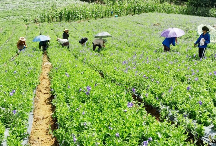 Cây dược liệu là một trong số cây trồng hàng hóa chủ lực của Lào Cai (Ảnh: LCĐT).